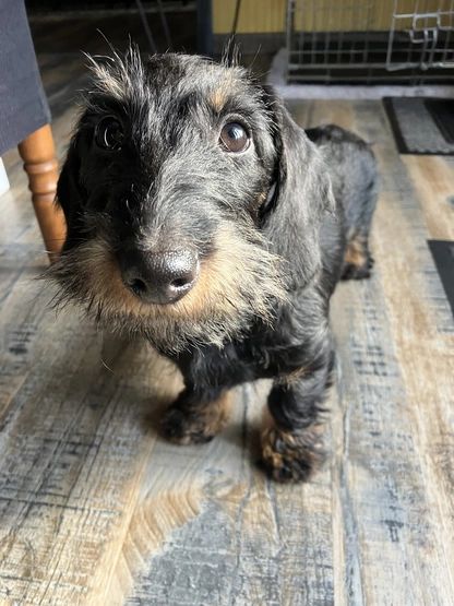 Vadrouille De la plaine aux lièvres