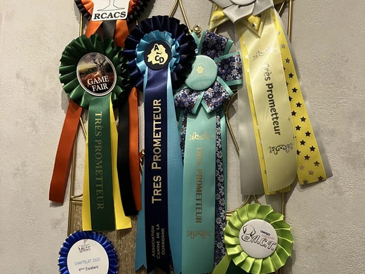 Les expositions de beauté