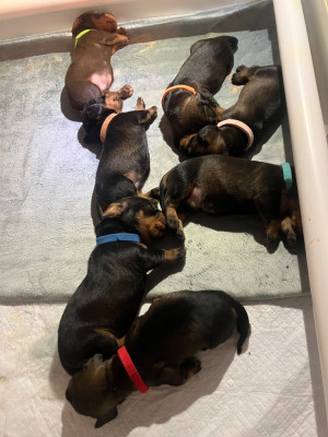 CHIOT 2