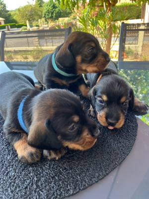 CHIOT 7