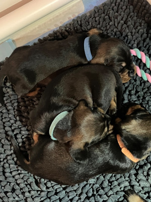CHIOT 6