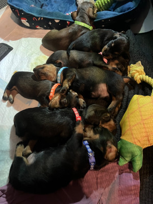CHIOT 5